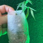 Clone Care