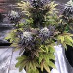 Queen Truffle Cannabis Seeds (3 Pack)