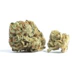 Big Detroit Energy Cannabis Clone