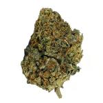 Truffaloha Cannabis Clone