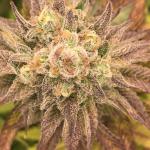 Royal Poop Cannabis Seeds (3 Pack)