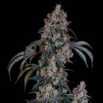 Thug Roze Cannabis Clone